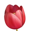 Tulip 3D