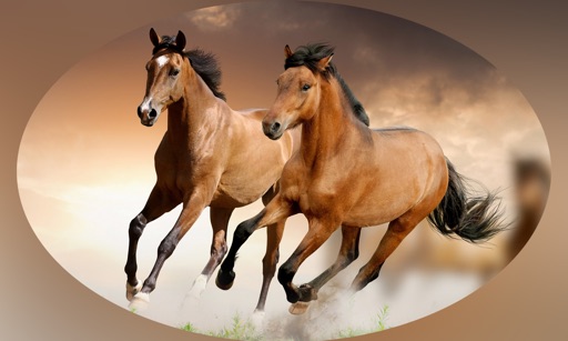 Horse Matching Puzzle iOS App