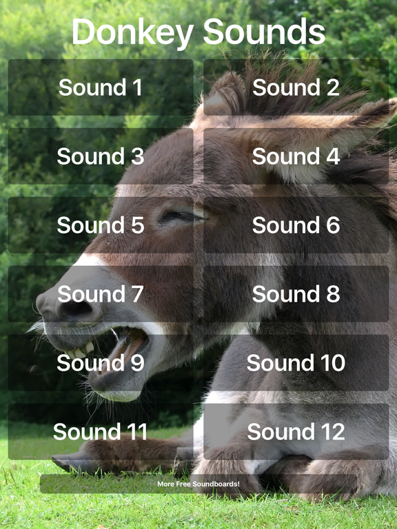 Donkey Sounds!