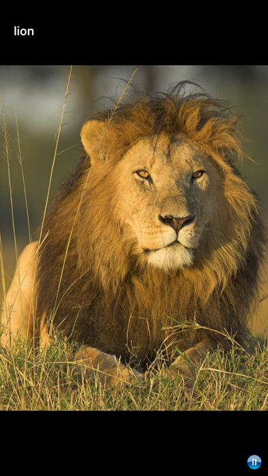 Screenshot #3 pour African Animals