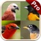 Non-Perching Bird Guide app is the perfect Bird Guide with more than 3000 terms in categories like Woodpeckers and Toucans, Parrots , Waders Gulls and Auks, Pigeons and Doves, Birds of the World etc