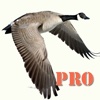 Goose Hunting Pro