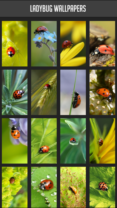 Screenshot #1 pour Ladybug Wallpapers