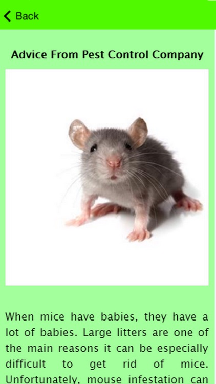How To Get Rid Of Mice Guide