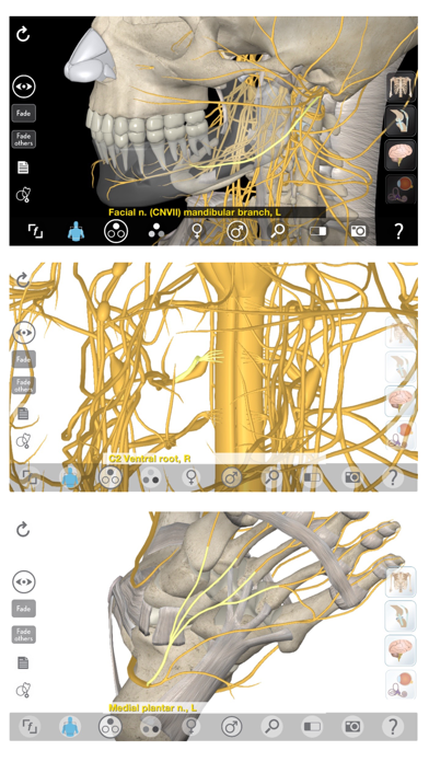 3D Organon Anatomy - Brain and Nervous System Screenshot