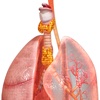 Endocrine Glands Male 3D