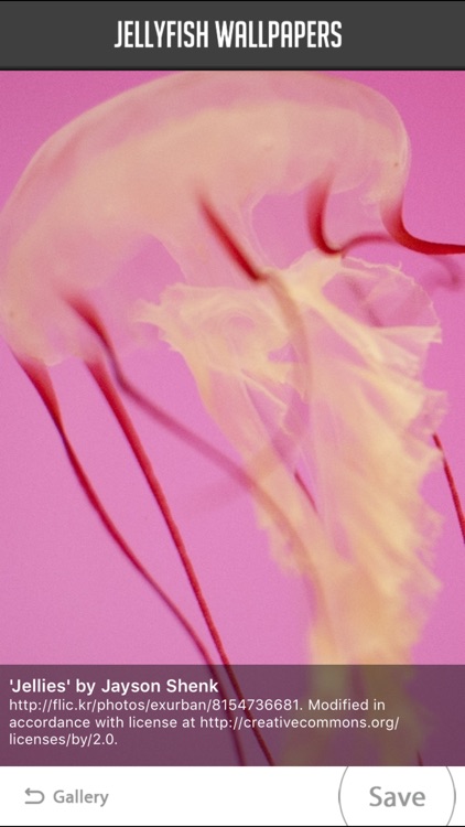 Jellyfish Wallpapers screenshot-4