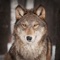 Angry Wolf Attack Simulator 3D - Wild Safari Animals Survival Game