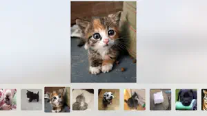 Cuddle - Cute Animal Pictures and Videos screenshot #3 for Apple TV