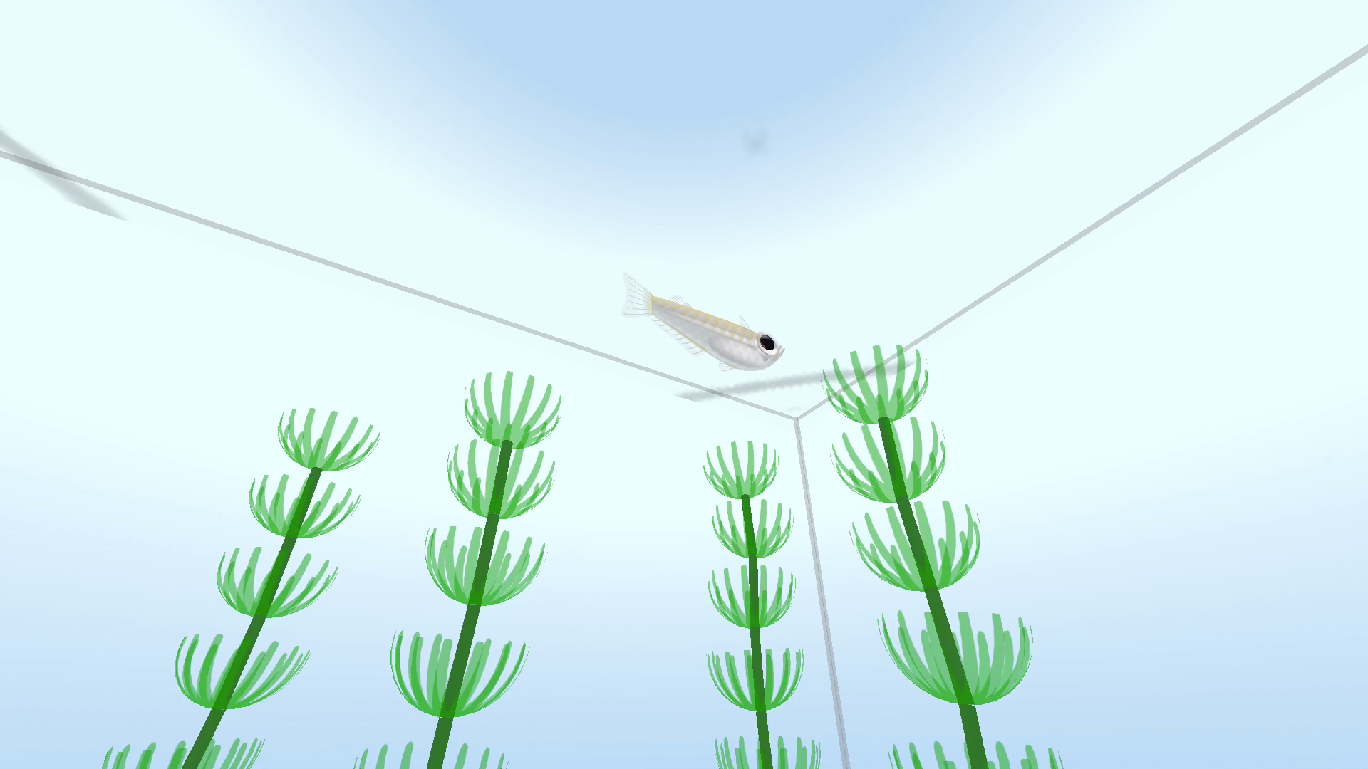 Rice Fish AR/VR