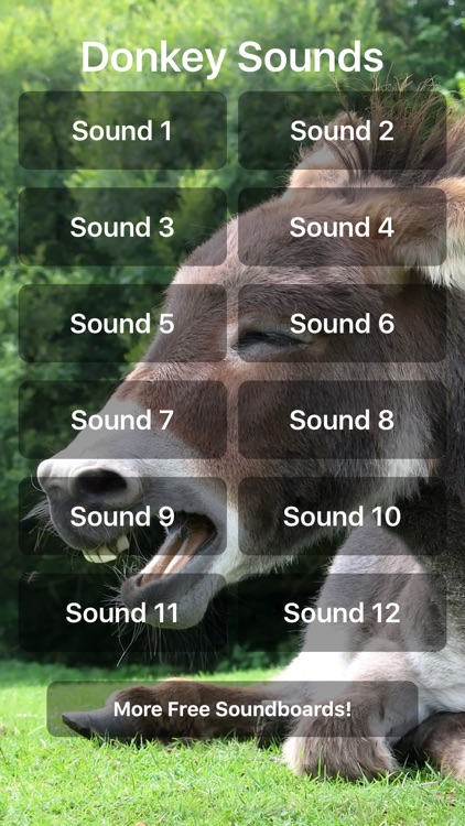 Donkey Sounds!