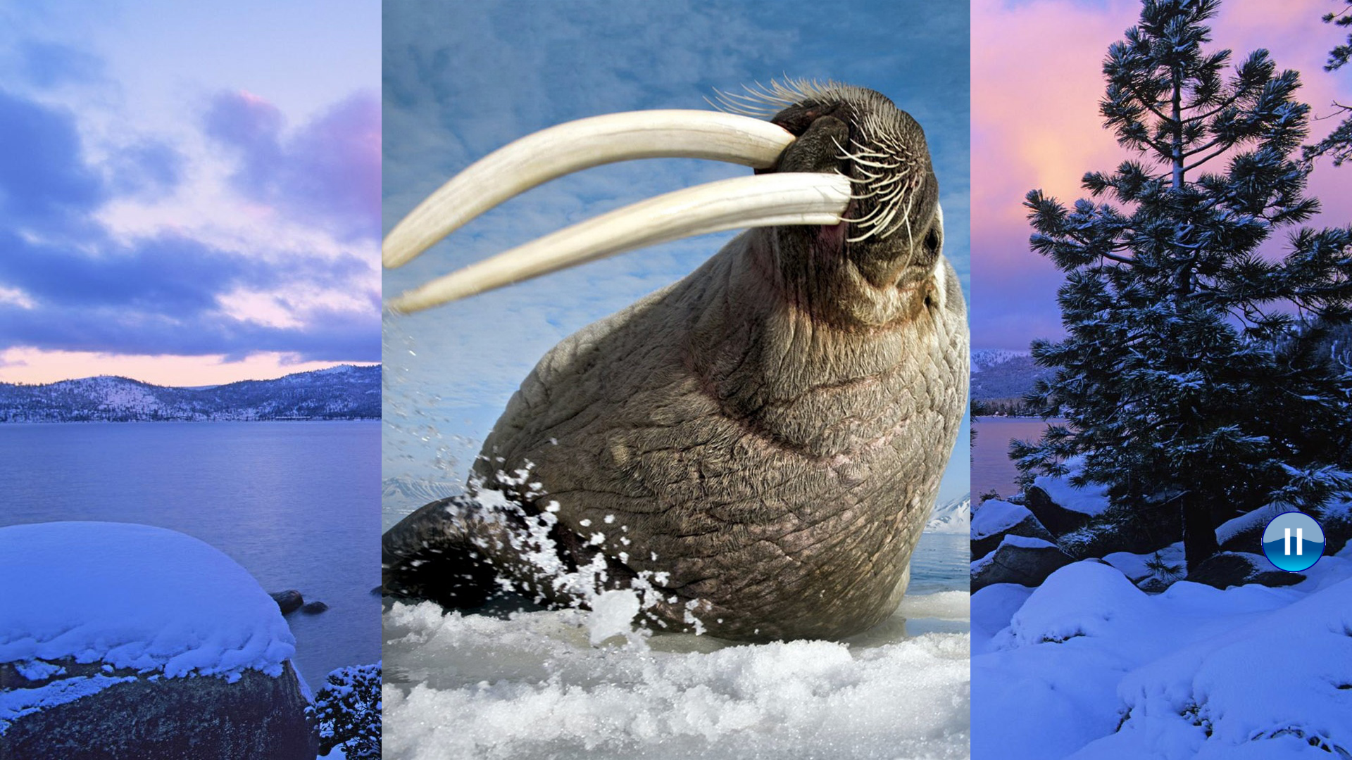 Animals North