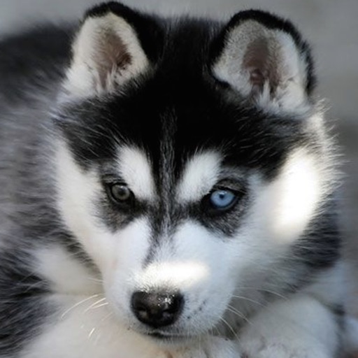 Talking Dog : Virtual Pet Husky icon