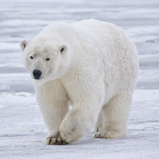 Polar Bear Sounds - From the Cold to Your Warm Device