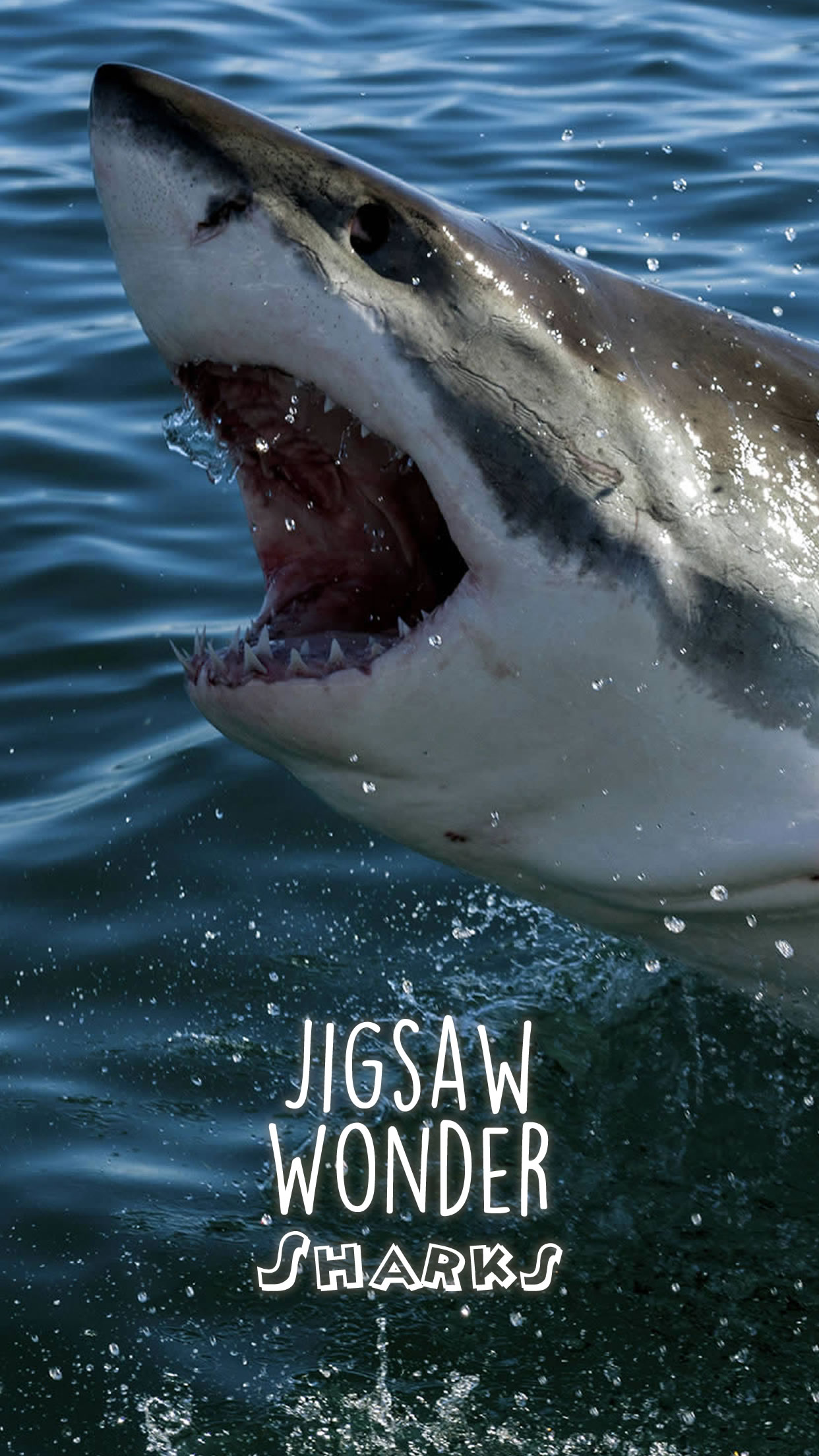 Shark Puzzles for Kids Free Jigsaw Wonder Collection