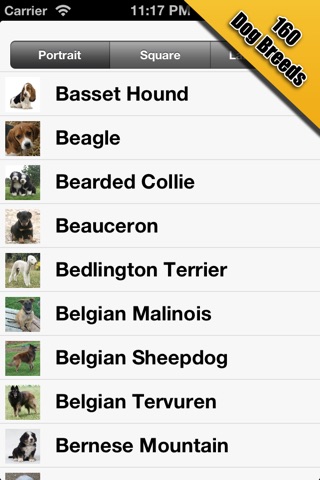 Dog Breeds HD Wallpapers screenshot 2