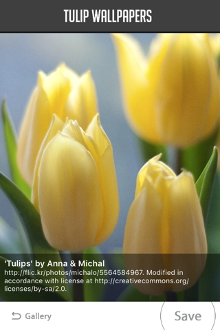 Tulip Wallpapers screenshot 3