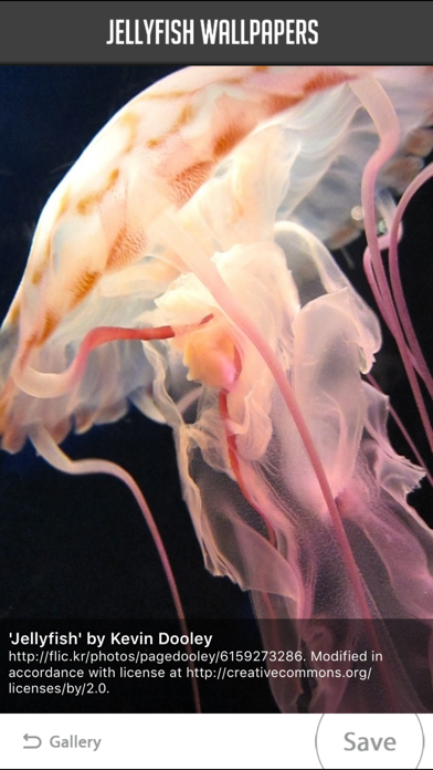 Screenshot #2 pour Jellyfish Wallpapers