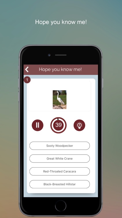 Non Perching Birds PRO: SMART guide to Non Passerines with Games and Puzzles screenshot-4