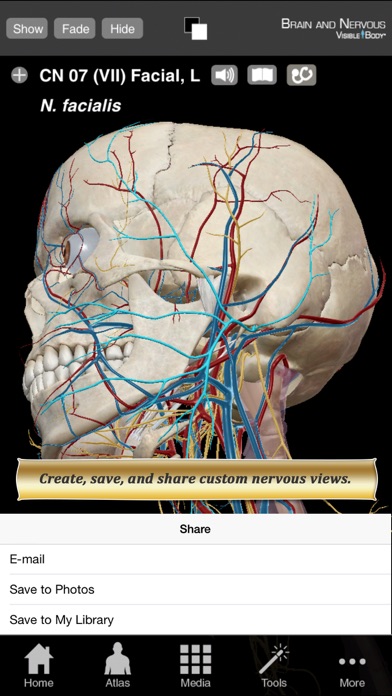 Brain and Nervous Anatomy Atlas: Essential Reference for Students and Healthcare Professionals Screenshot 3