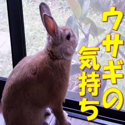 ウサギの気持ち クイズ App Store Review Aso Revenue Downloads Appfollow