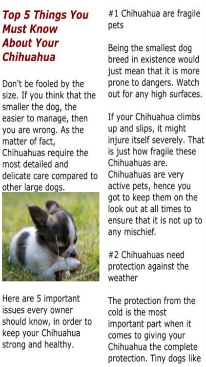 Yo Quiero Chihuahua!