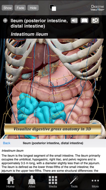 Digestive Anatomy Atlas: Essential Reference for Students and Healthcare Professionals screenshot-0