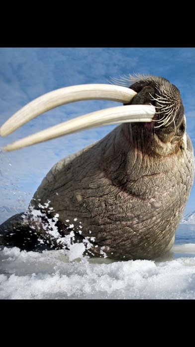 Screenshot #3 pour Les Animaux Nord