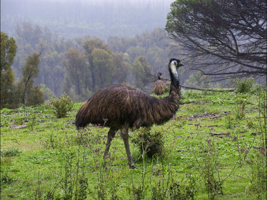 Animals Australia iPad screenshot
