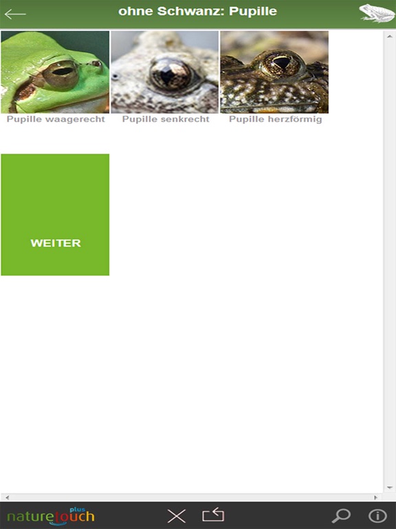 Screenshot #6 pour Frösche, Kröten, Unken bestimmen