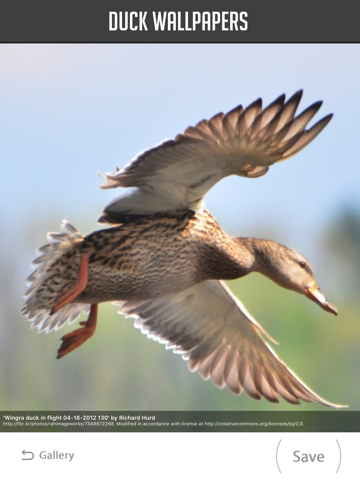 Screenshot #6 pour Duck Wallpapers