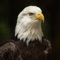 There is no bird more majestic than the iconic bald eagle