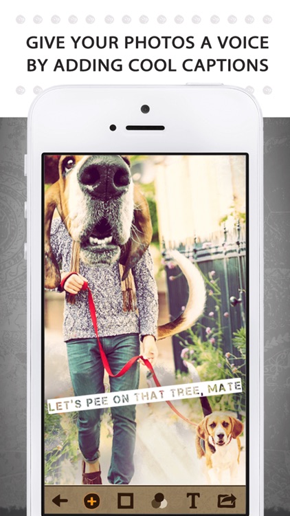 Animal Face - Cat stickers for your photos and more