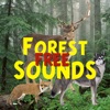 森の音 - iPadアプリ