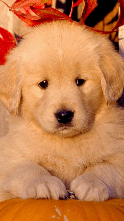 Golden Retriever Wallpaper HD