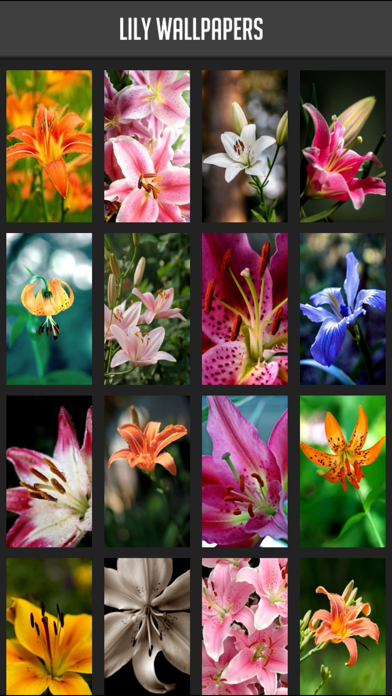 How to cancel & delete Lily Wallpapers from iphone & ipad 1