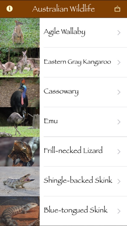 Australian Wildlife