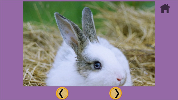 prodigious rabbits for kids - no ads screenshot-4