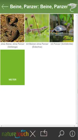 Game screenshot Schlangen, Eidechsen, Schildkröten bestimmen apk