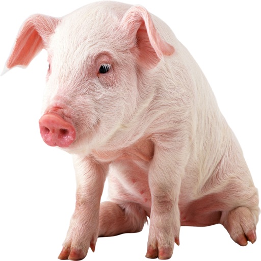 Pig Sounds - From the Farm to Your Device Icon