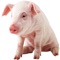 Pig Sounds - From the Farm to Your Device