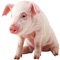 A pig is any of the animals in the genus Sus, within the Suidae family of even-toed ungulates