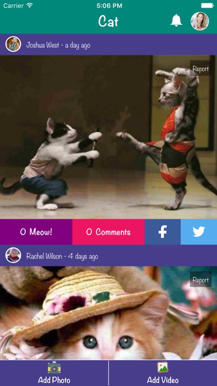 Cat - Discover and share cats pictures and videos