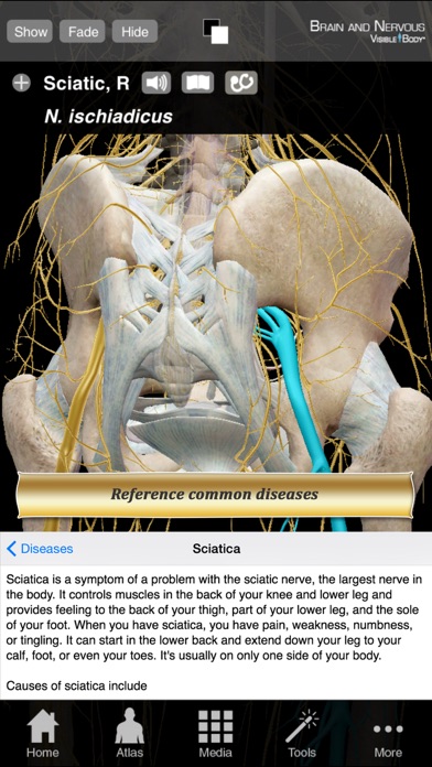 Brain and Nervous Anatomy Atlas: Essential Reference for Students and Healthcare Professionals Screenshot 5