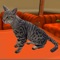 For all pet lovers this virtual pet game provides what you desire the most