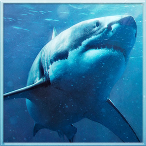 Wild Shark Revenge 2016 icon