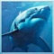 Wild Shark Revenge 2016 has enraged the shark this time