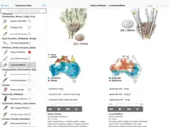 The Michael Morcombe and David Stewart eGuide to the Birds of Australia LITE iPad image 3