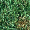 Turf MD Turf MD
