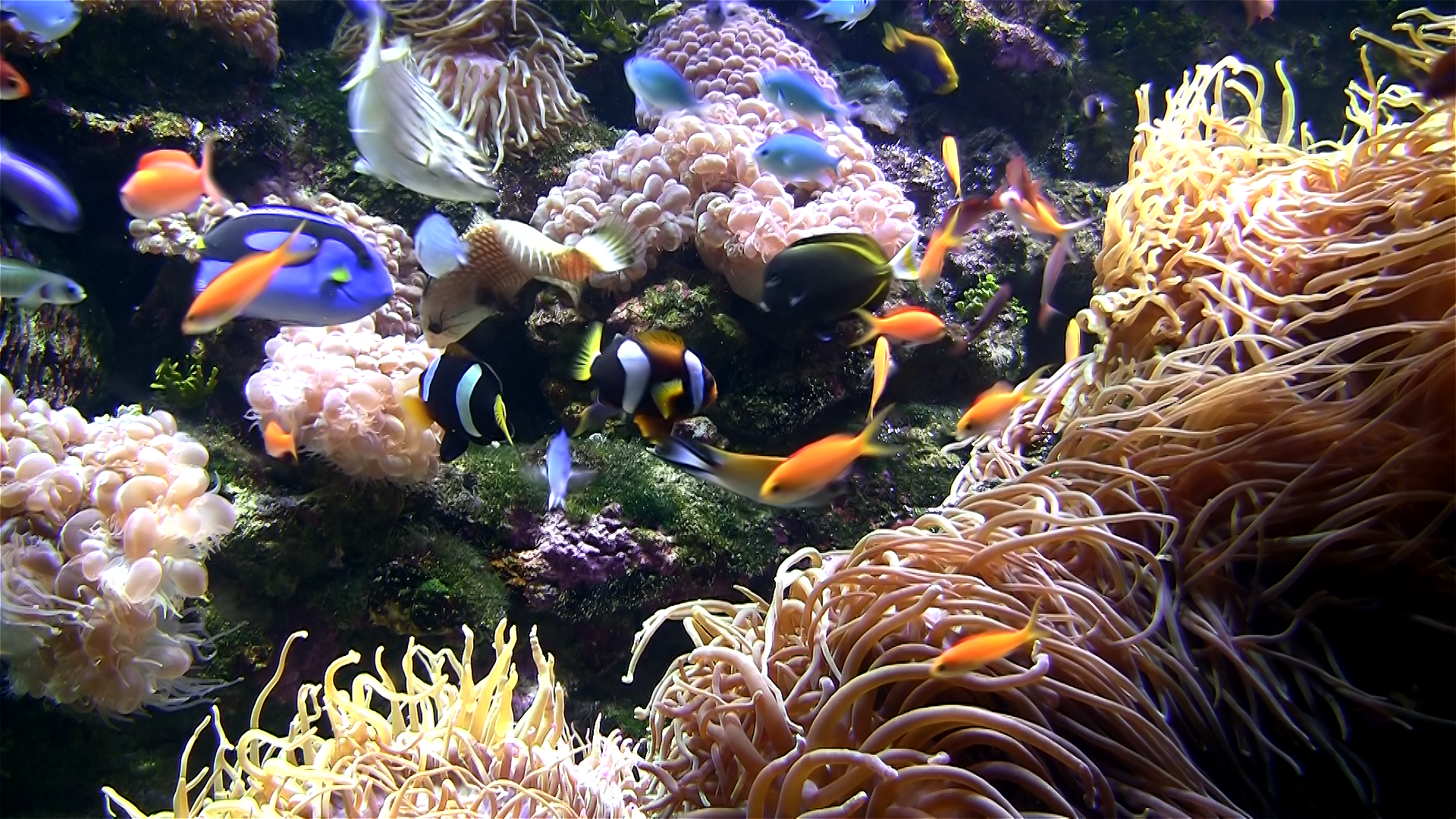 Aquarium live HD TV screenshot 3